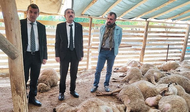 Sürüye saldıran kurtlar onlarca koyunu telef etti!