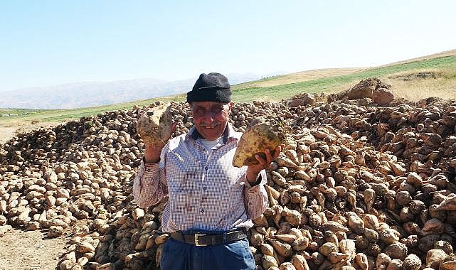 Yüksek şeker oranı ve rekolte üreticiyi güldürdü