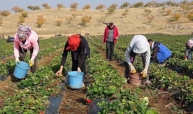 Malatya çileği ABD ve AB ülkelerinin sofralarında