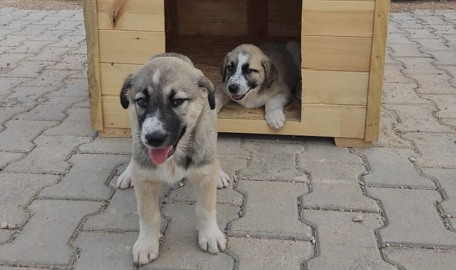 Yavru köpekler yeni yaşamlarına başladılar