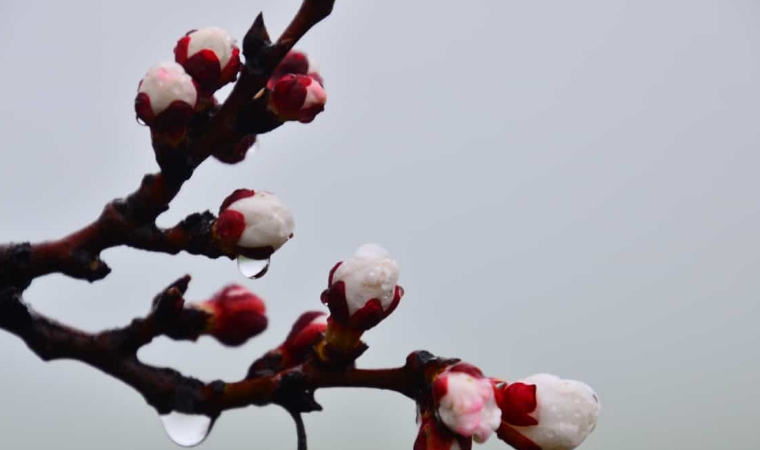 NEVRUZ BAYRAMI MESAJLARI 21 Mart 2023 En güzel Nevruz Bayramı ile ilgili kutlama mesajları