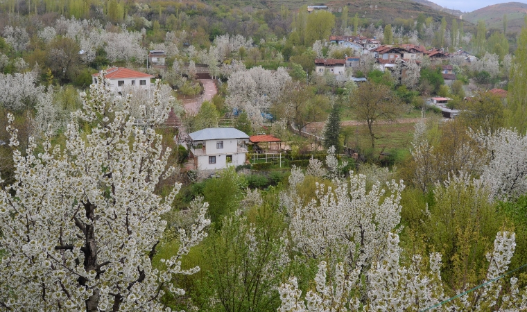 Malatya'da riskli tarih! Kayısı çiçeklerini don mu vurdu?