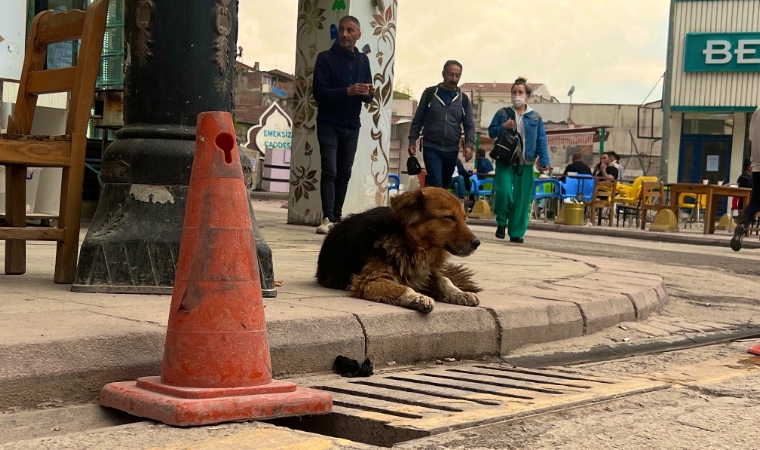 Malatya'nın neşesi, sevimli köpek Badem, şu sıralar yorgun ve mutsuz...