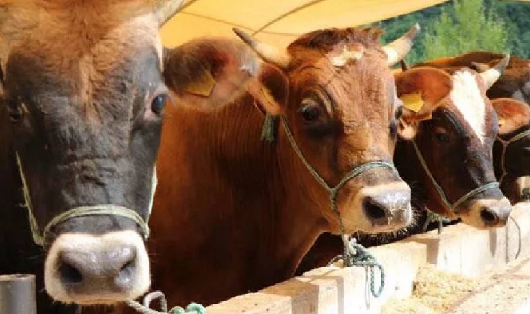2023 Kurbanlık Fiyatları Belli Oldu | 1 Koyun Kaç Bin TL?