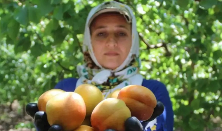 Depremin vurduğu Hatay'da kayısı hasadı başladı, gözler kayısının başkenti Malatya'da...