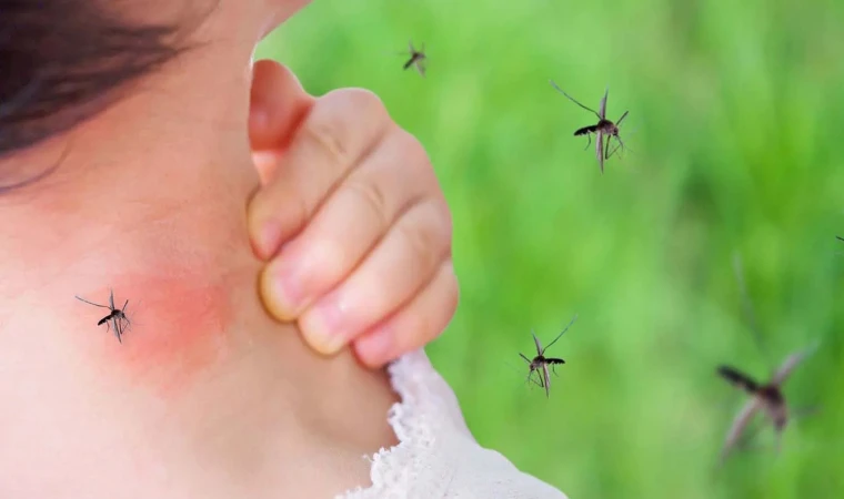 Dikkat sivrisinek deyip geçmeyin! Sivri sinek sokması ölümcül olabilir