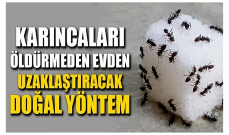Evlerinde karınca olanlar dikkat! Karıncaları öldürmeden evinizden uzaklaştırma yöntemleri