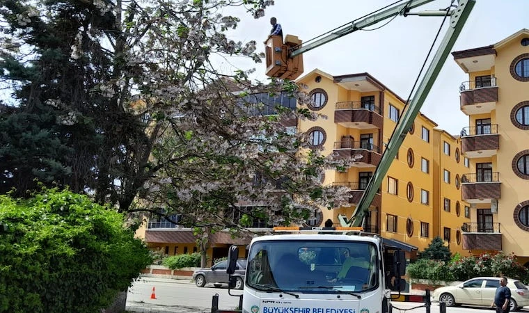 Malatya’daki, ağaçlara bakım çalışması