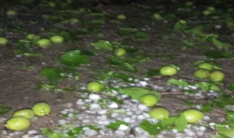 15 dakikalık dolu yağışıyla, 1 yıllık emek heba oldu!..