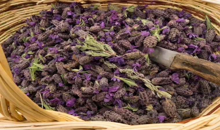 Bu ot şiddetli diş ağrısı ve baş ağrısını bıçak gibi kesiyor! 5 gram Karabaş Otunu 3 dakika boyunca…