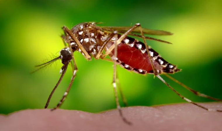 Yaşam alanınızı istilacılara karşı korumaya alın! Evde doğal sivrisinek kovucu yapabilmek için…
