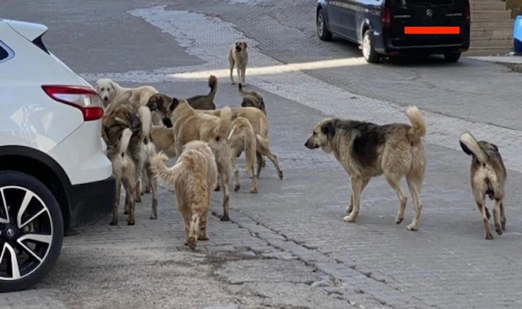 Yeşilyurt’ta, sokak köpekleri dehşet saçtı
