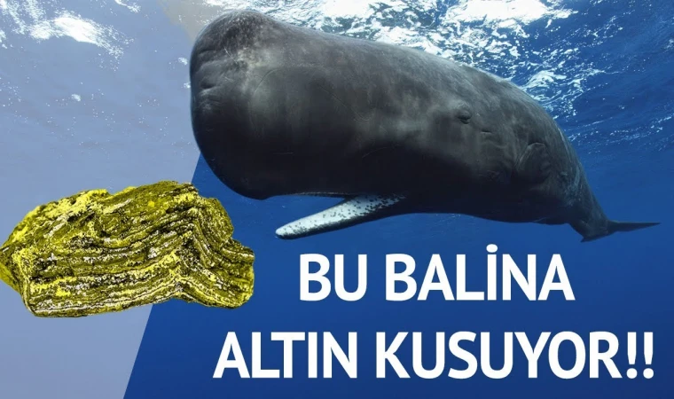 Balina Kusmuğunun Sırrı ve Parfüm Endüstrisindeki Değeri: Ambergris