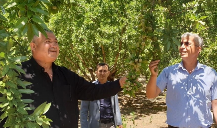 Badem üreticileri Cumhurbaşkanından müjde bekliyor
