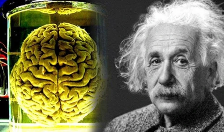 Bilim İnsanları Tarafından Kokuların Hafızayı Artırma Etkisi Kesinleşti! Kokla ve Einstein Ol!