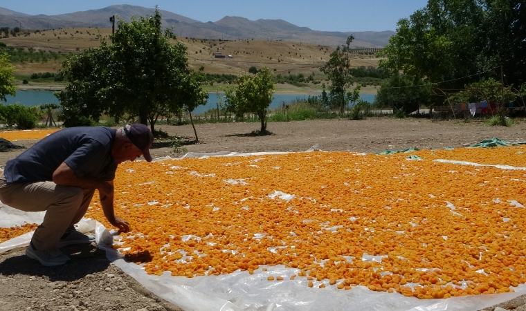 Mevsimlik tarım işçileri için gelir kapısı KAYISI...