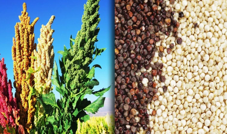 Etten daha fazla protein içeriyor! Uyurken bile kas yaptırıyor...
