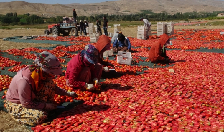 Malatyalı üreticilerin domates serüveni tüm dünyaya dağılıyor!