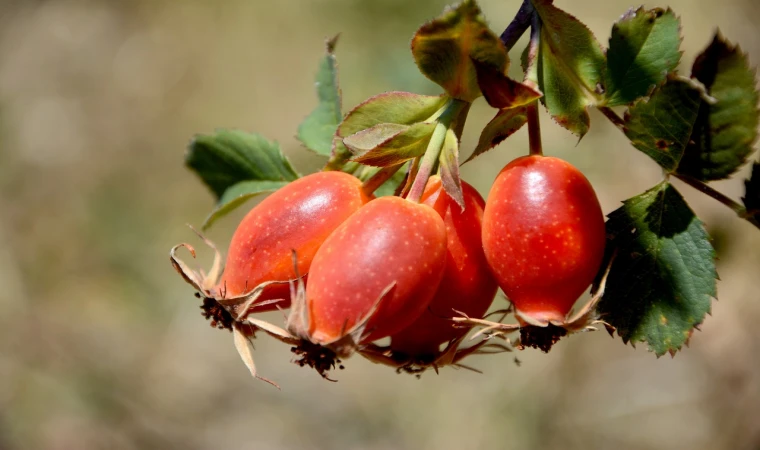 Soğuk kış aylarında şifa deposu! Erzincan dağlarından evlerimize gelen C vitamini deposu...
