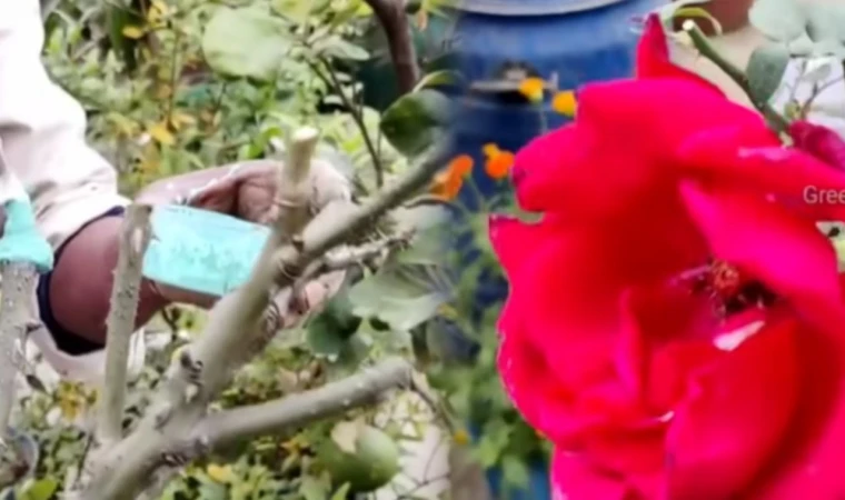 Solan gülleri yeniden açtırıyor. Toprakta bu detayı atlamayın!