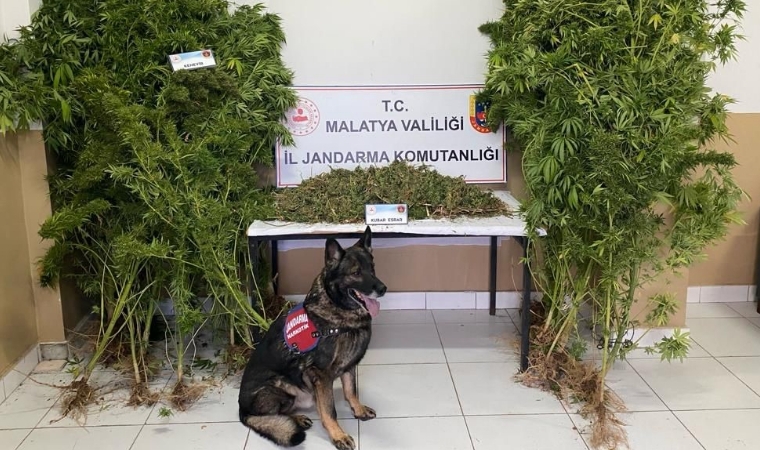 Malatya'da jandarmadan uyuşturucu operasyonu: 2 tutuklama
