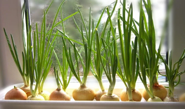 Evde Yeşil Soğan Yetiştirmenin Püf Noktaları: Saksıda Yeşil Soğan Nasıl Yetiştirilir?