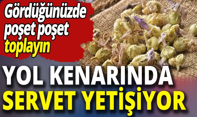 Yol kenarında yetişiyor! Piyasa değerini duyan şaşıyor! Görürseniz poşet poşet toplayın