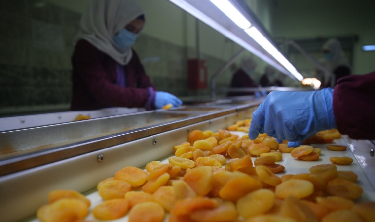 Malatya’da, depreme rağmen 68 bin 346 ton kuru kayısı ile çekirdek ihracatı gerçekleştirildi
