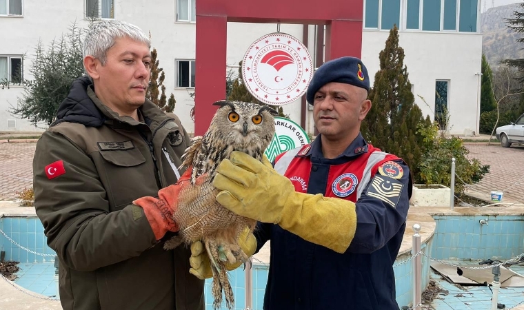 Malatya'da yaralı halde bulunan kulaklı orman baykuşuna şefkat eli!