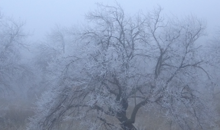 Malatya’da kırağı ağaçları ve bitkileri beyaza bürüdü!