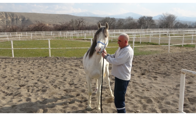 Malatya'da, milyonluk tayların bakımının yapıldığı tavlalar yeniden inşa ediliyor