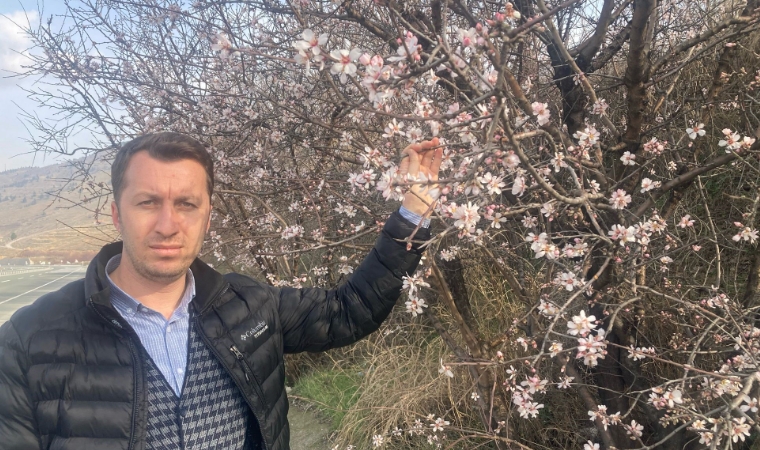 Malatya'da, şubat ayında, badem ağaçları çiçek açtı!