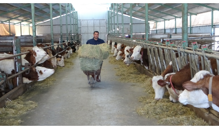 Kimya öğretmenliği mezunu Gökhan Balcı, hayalini bırakıp çiftlik kurdu!