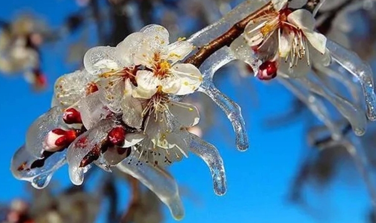 Malatyalılar dikkat! Meteoroloji zirai don uyarısı yaptı