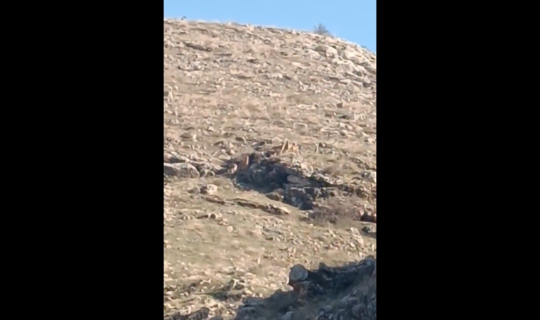 Beydağı’nın Zirvesinde Şaşırtan Misafirler: Yaban Keçileri Malatya’da
