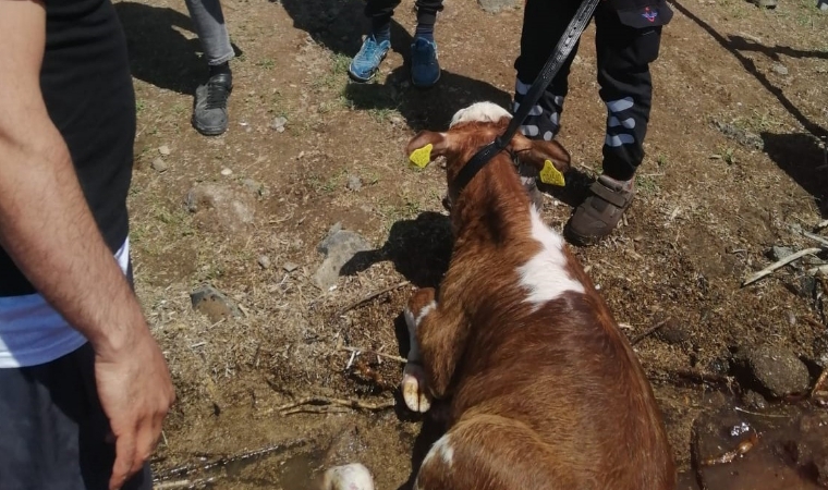 Boztepe Barajı'na Düşen Dana, İtfaiyeyi Alarma Geçirdi