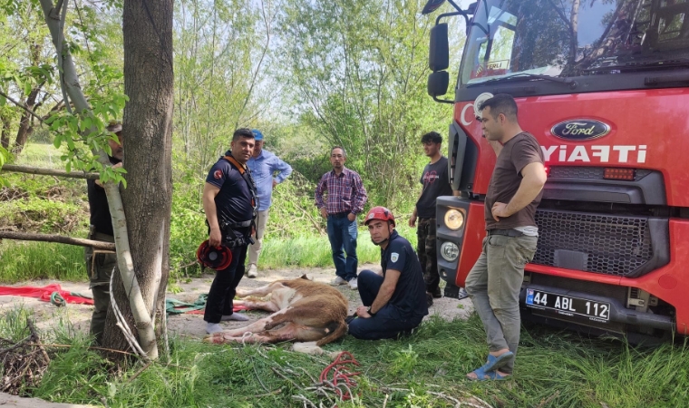 Deprem Bölgesi Malatya'da İnek Kurtarma Operasyonu!..