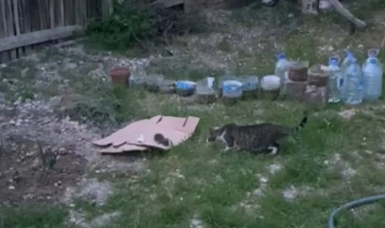 Yeşilyurt'ta, ağaca sıkışan yavru kedi ekipleri alarma geçirdi