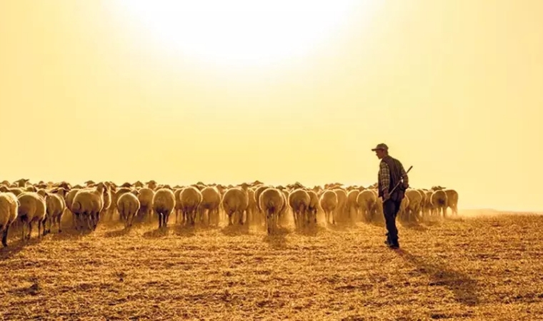 Ayda 35 Bin TL'ye Çoban Yok; Çünkü Malatyalı Çobanlar Sosyal Güvence İstiyor