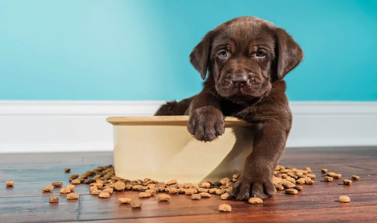 Köpeklerin Dengeli Beslenmesi İçin Yaz Diyeti Önerileri