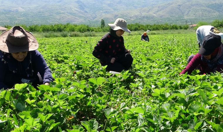 Malatya'da Kırmızı Elmas Hasadı Başladı: Günübirlik 500 Kilo Hasat...