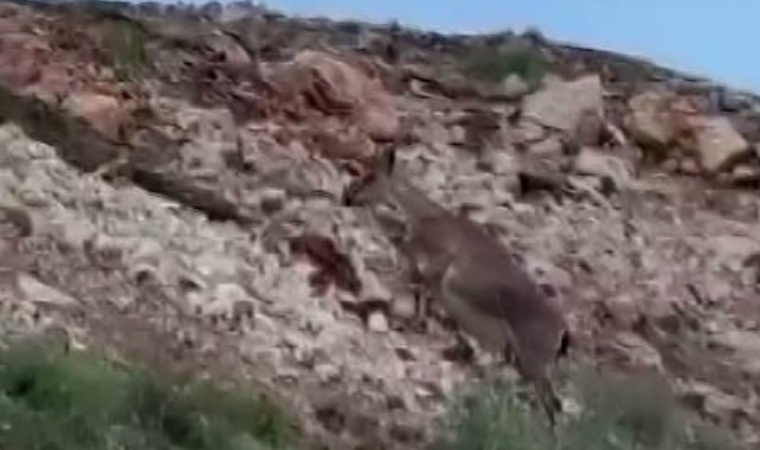 Malatya’da Nesli Tükenmekte Olan Yaban Keçileri Sürü Halinde Görüntülendi