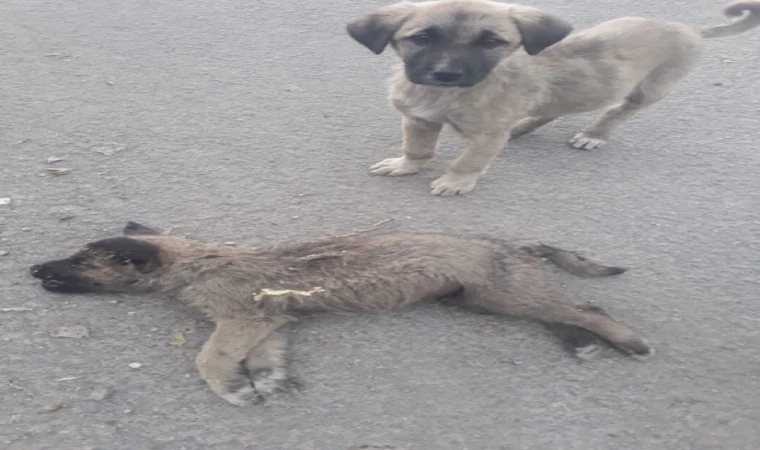 Malatya'da Skandal: TIR'dan Dereye Atılan Yavru Köpekler Ölümle Burun Buruna!