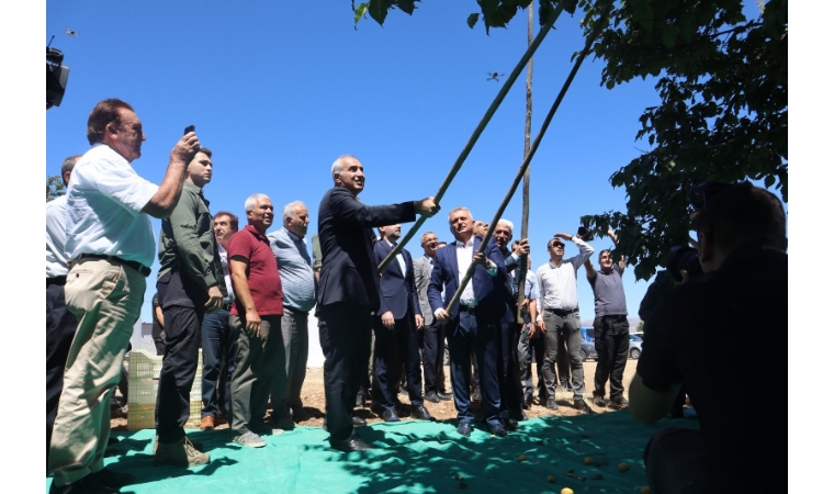 Malatya'da Hasat Bayramı: Güneşin Altın Yumurtasında Hedef 107 Bin Ton Kuru Kayısı