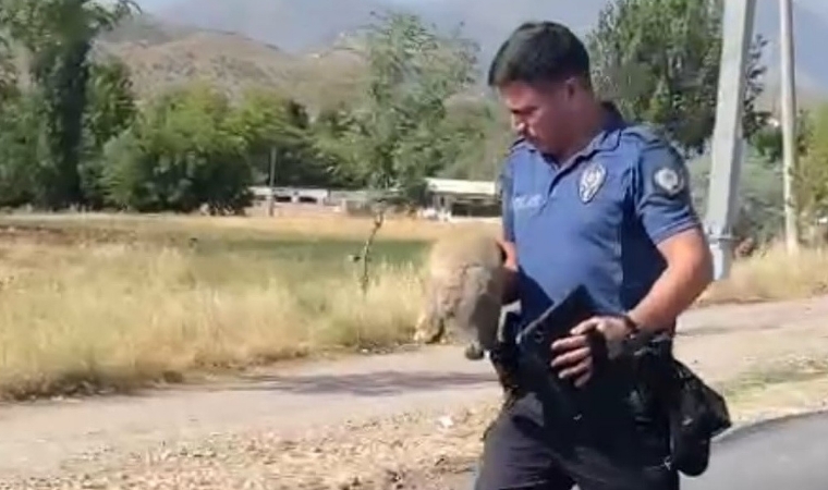 Polis, Minik Köpeği Araçların Altında Kalmaktan Son Anda Kurtardı