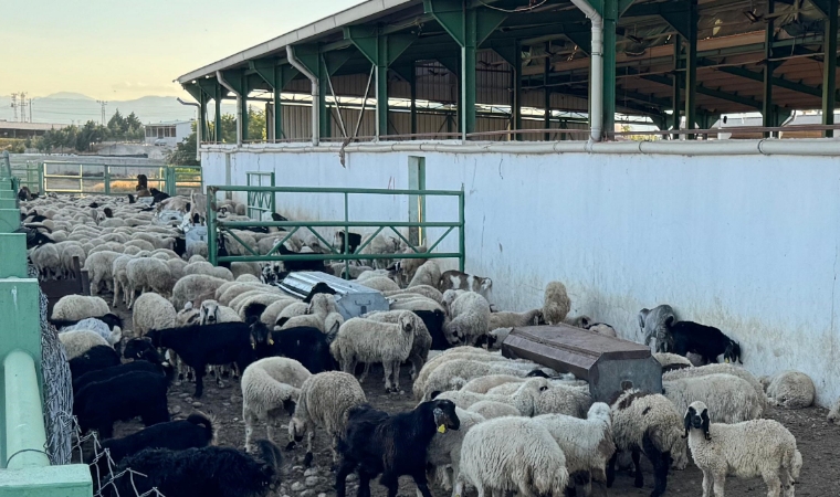 Sağlıklı Kurban Nasıl Seçilir? Kurbanlık Seçerken Nelere Dikkat Edilmeli?