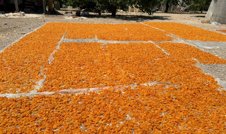 Kayısı Üreticisi Mağdur: Tüm Girdi Masrafları Yüzde 100 Artarken Kayısıda Fiyat Düştü
