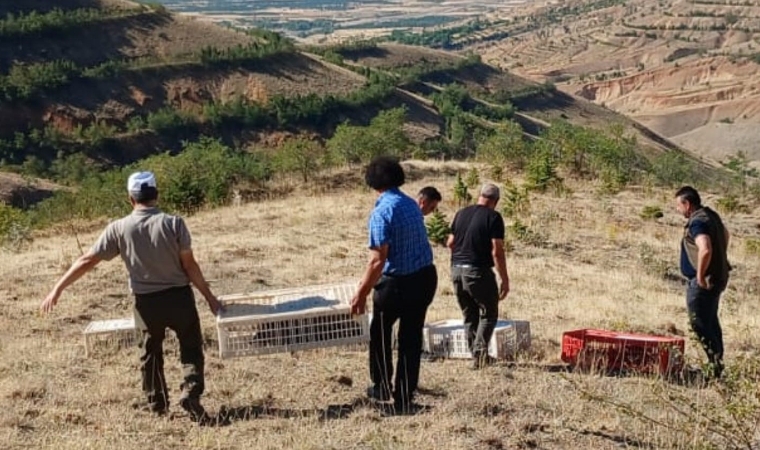Doğaya Keklik Salımı Gerçekleştirildi, Alan 3 Yıl Boyunca Ava Kapatıldı