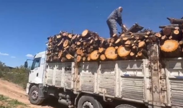 Dondan Kaçan Üretici Ağacını Kesti: 25 Yıllık Ağaçlar Testereye Yenildi