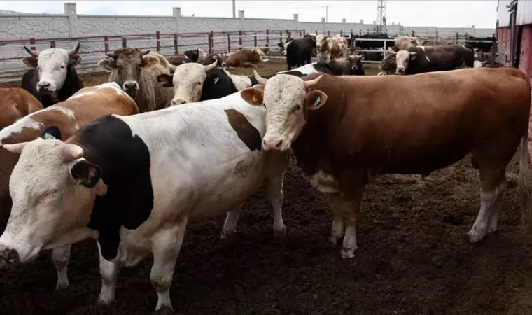 Kurbanlığı Yedi Kişi Paylaşır, Ama Nasıl? “Ben iki hisse aldım” demeyin, dikkat!